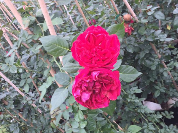 紅色龍沙寶石（紅龍）Red Eden Rose