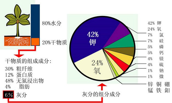 藤本月季對于各種元素的需求