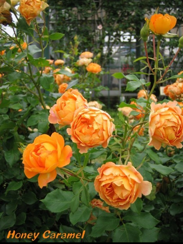 蜂蜜焦糖是藤本月季嗎？