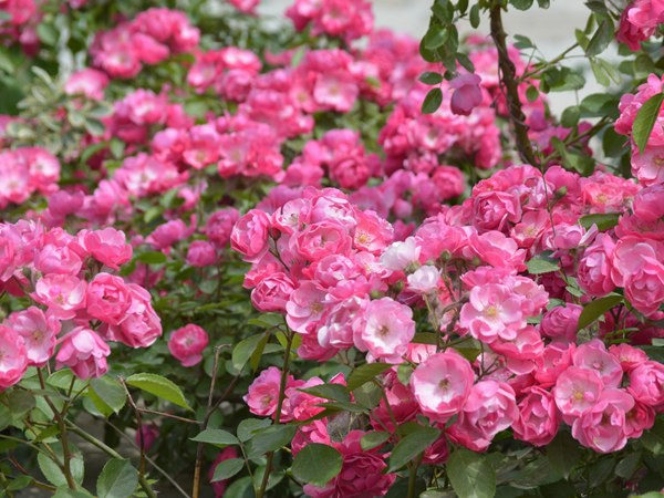 安吉拉花期，一年開幾季花？