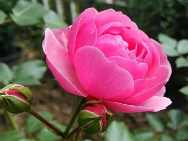 艾拉絨球好養(yǎng)不好養(yǎng)？