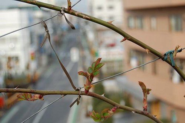 安吉拉和大游行哪個(gè)花期更長(zhǎng)？