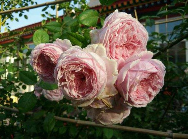 自由精神怎么養(yǎng)才能開花多？