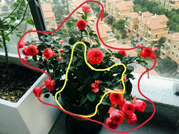 一棵盆栽月季的好壞如何評定？