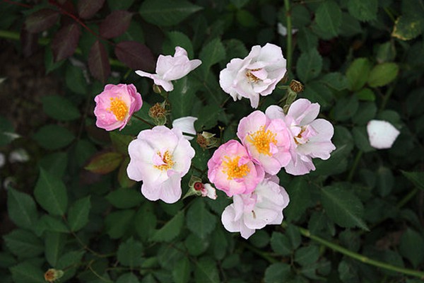 粉團薔薇(cathayensis)