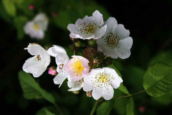 粉團薔薇(cathayensis)