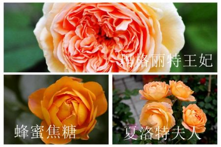 蜂蜜焦糖、夏洛特夫人和瑪格麗特王妃的區(qū)別