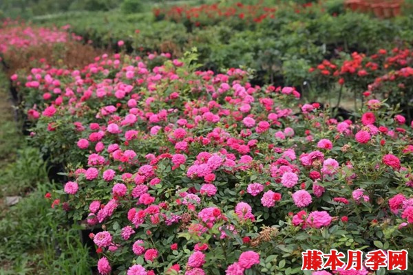 月季長(zhǎng)著長(zhǎng)著變薔薇.jpg