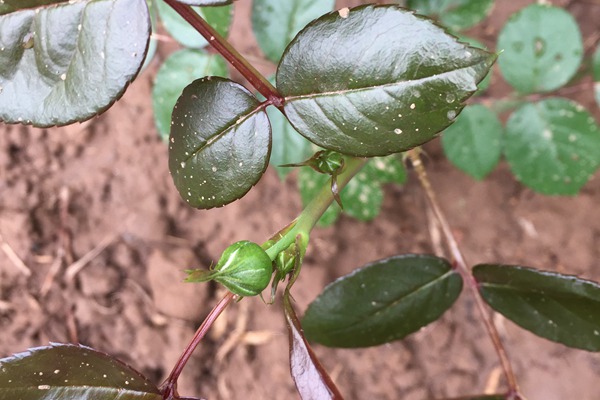 月季小苗上的花苞要不要摘？