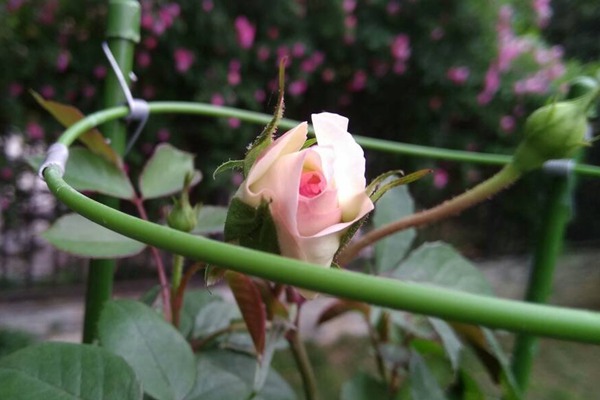 斯蒂芬妮古城堡