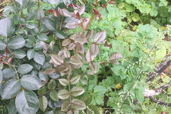 月季的殘花要及時(shí)處理，以免滋生病蟲(chóng)害！