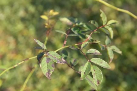 夏季月季黑斑病高發(fā)期，花友要注意防治！