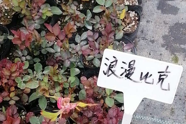 盆栽月季花苗批發(fā)零售價(jià)格