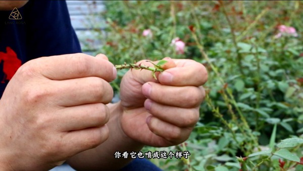 初夏吸花要當(dāng)心，你聞到的可能不是花香，而是薊馬