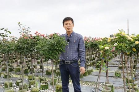 復(fù)花全靠剪，樹狀月季春季花后修剪攻略