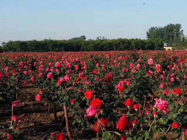 樹狀月季開花變少是什么原因？