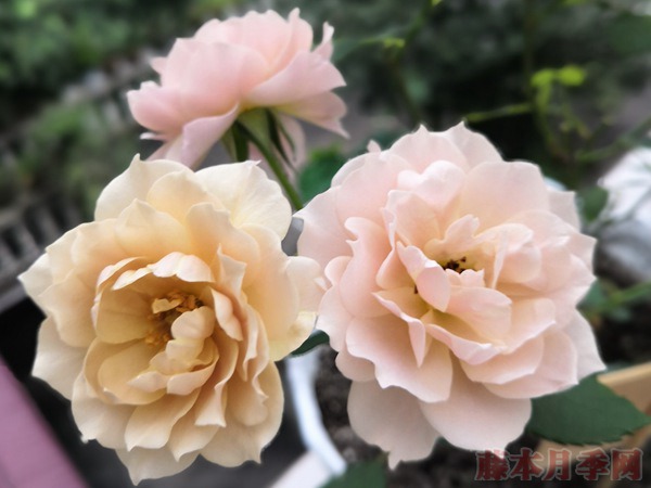 直播買苗靠譜嗎？說(shuō)說(shuō)直播賣苗的那些坑