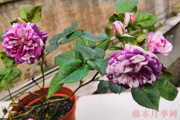 直播買苗靠譜嗎？說(shuō)說(shuō)直播賣苗的那些坑