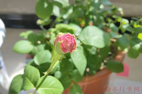 月季小白購買種植初體驗(yàn)(二)——初花不對版