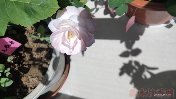 月季小白購買種植初體驗(yàn)(二)——初花不對版