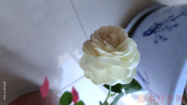 月季小白購買種植初體驗(yàn)(二)——初花不對版
