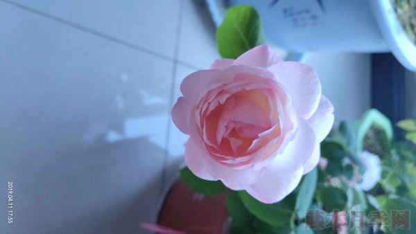 月季小白購買種植初體驗(yàn)(二)——初花不對版