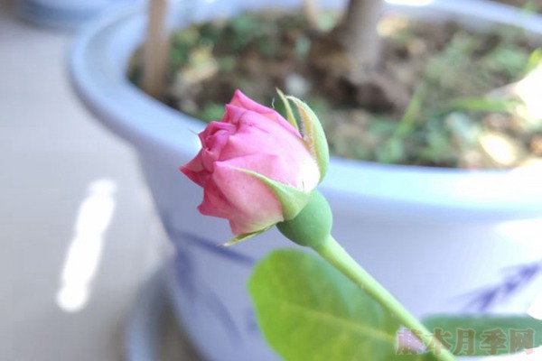 月季小白購買種植初體驗(yàn)(二)——初花不對版