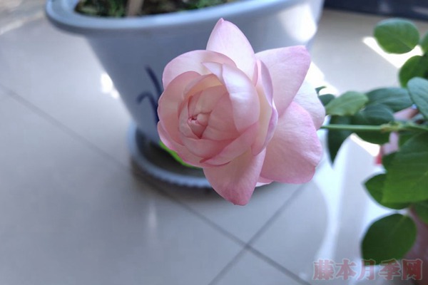 月季小白購買種植初體驗(yàn)(二)——初花不對版