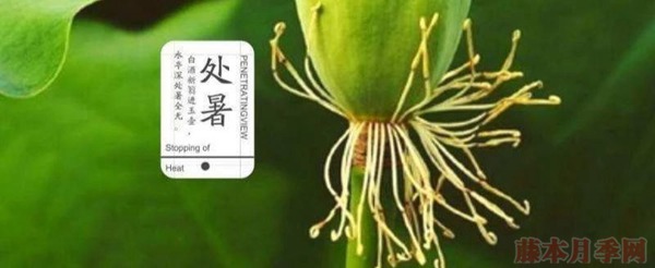 種月季要學(xué)會(huì)用修剪來控制開花時(shí)間