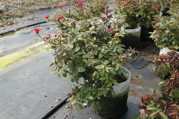 種月季要學(xué)會(huì)用修剪來控制開花時(shí)間