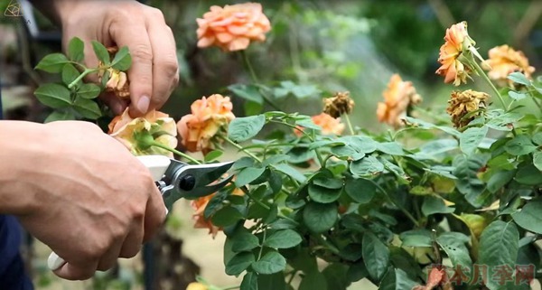 種月季要學(xué)會(huì)用修剪來控制開花時(shí)間