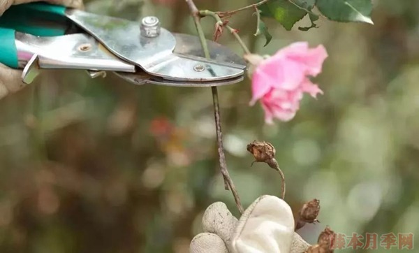 種月季要學(xué)會(huì)用修剪來控制開花時(shí)間