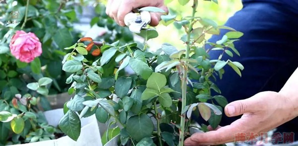 種月季要學(xué)會(huì)用修剪來控制開花時(shí)間