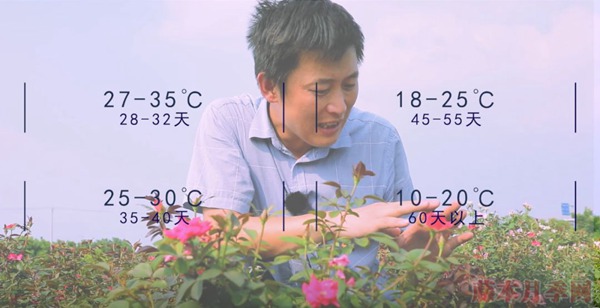 種月季要學(xué)會(huì)用修剪來控制開花時(shí)間