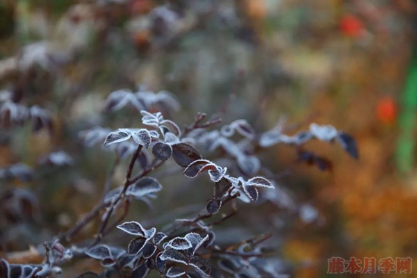 種月季要學(xué)會(huì)用修剪來控制開花時(shí)間