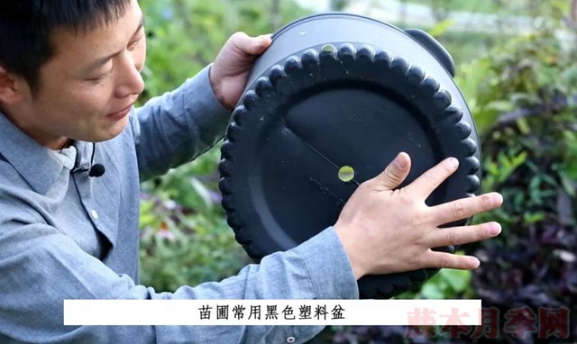 月季入手前必須了解的換盆小知識(shí)！