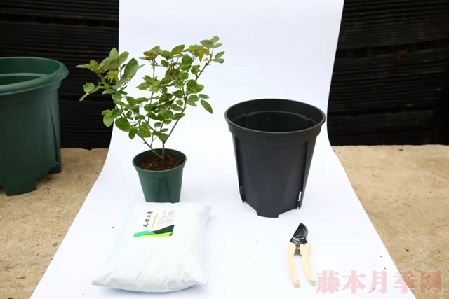 月季入手前必須了解的換盆小知識(shí)！