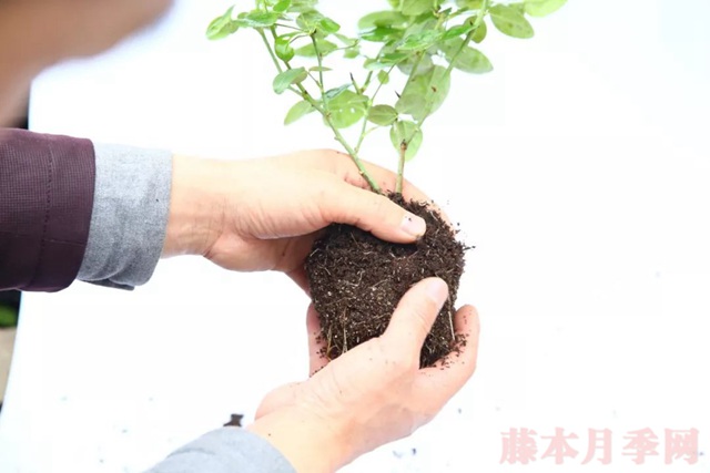 月季入手前必須了解的換盆小知識(shí)！