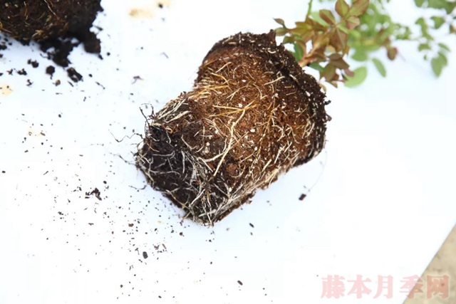 月季入手前必須了解的換盆小知識(shí)！