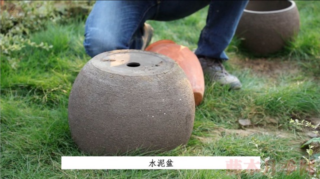 月季入手前必須了解的換盆小知識(shí)！
