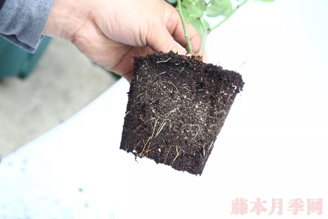 月季入手前必須了解的換盆小知識(shí)！