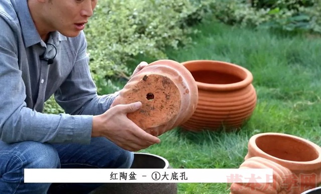月季入手前必須了解的換盆小知識(shí)！