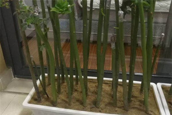 無刺薔薇桿扦插多久可以生根？