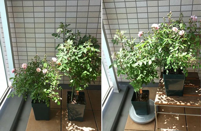 陽臺種植藤本月季花柱，從零開始打造實錄