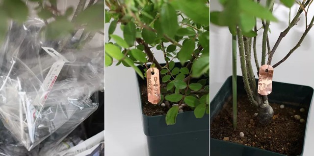 陽臺種植藤本月季花柱，從零開始打造實錄
