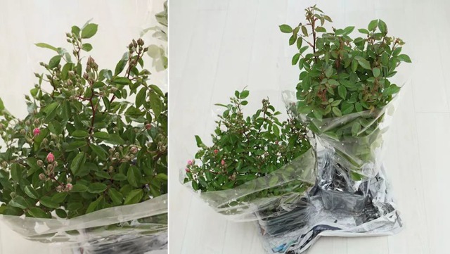 陽臺種植藤本月季花柱，從零開始打造實錄