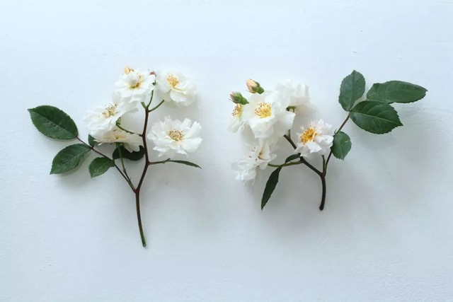 陽臺種植藤本月季花柱，從零開始打造實錄