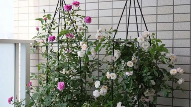 陽臺種植藤本月季花柱，從零開始打造實錄