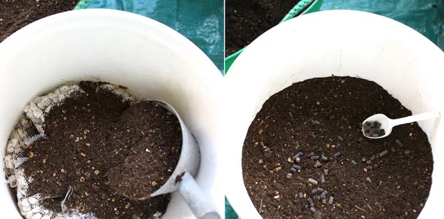 陽臺種植藤本月季花柱，從零開始打造實錄