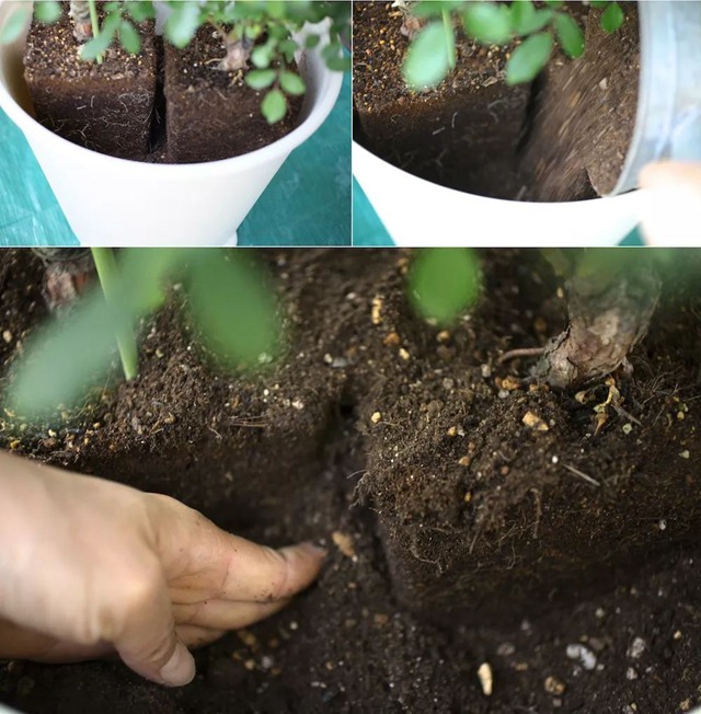 陽臺種植藤本月季花柱，從零開始打造實錄